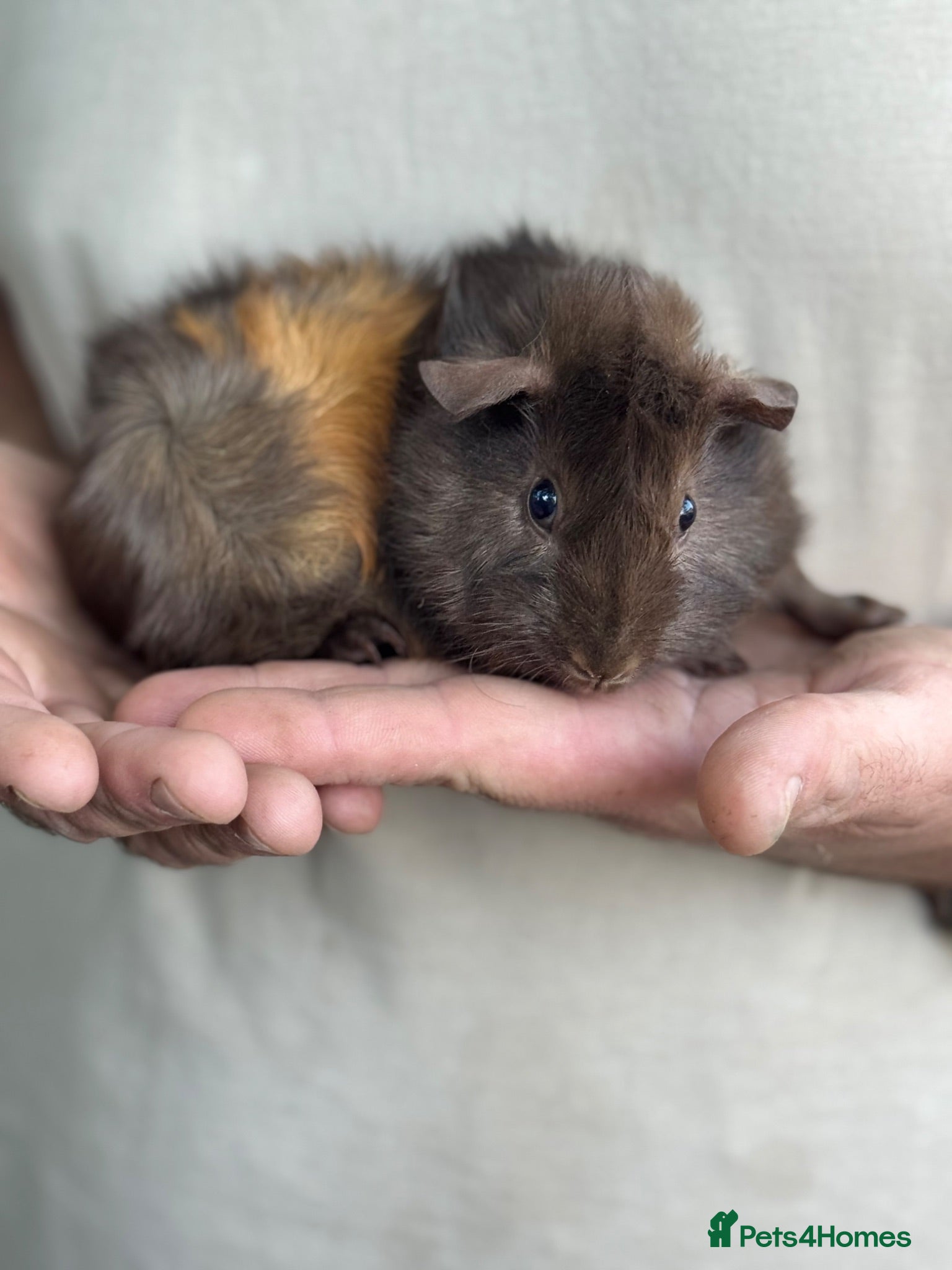 Guinea Pig rodents Baby Female Abyssinian Guineapig  - Advert 2