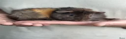 Guinea Pig rodents for sale: Baby Female Abyssinian Guineapig  - Advert 1