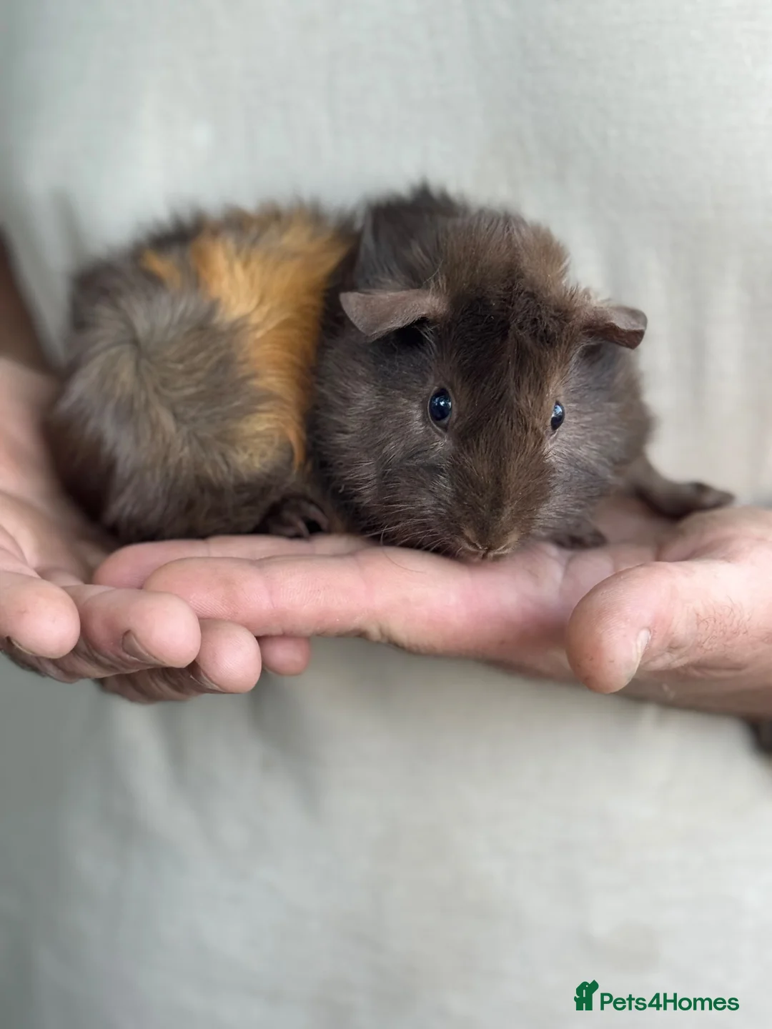Guinea Pig rodents for sale: Baby Female Abyssinian Guineapig  - Advert 1