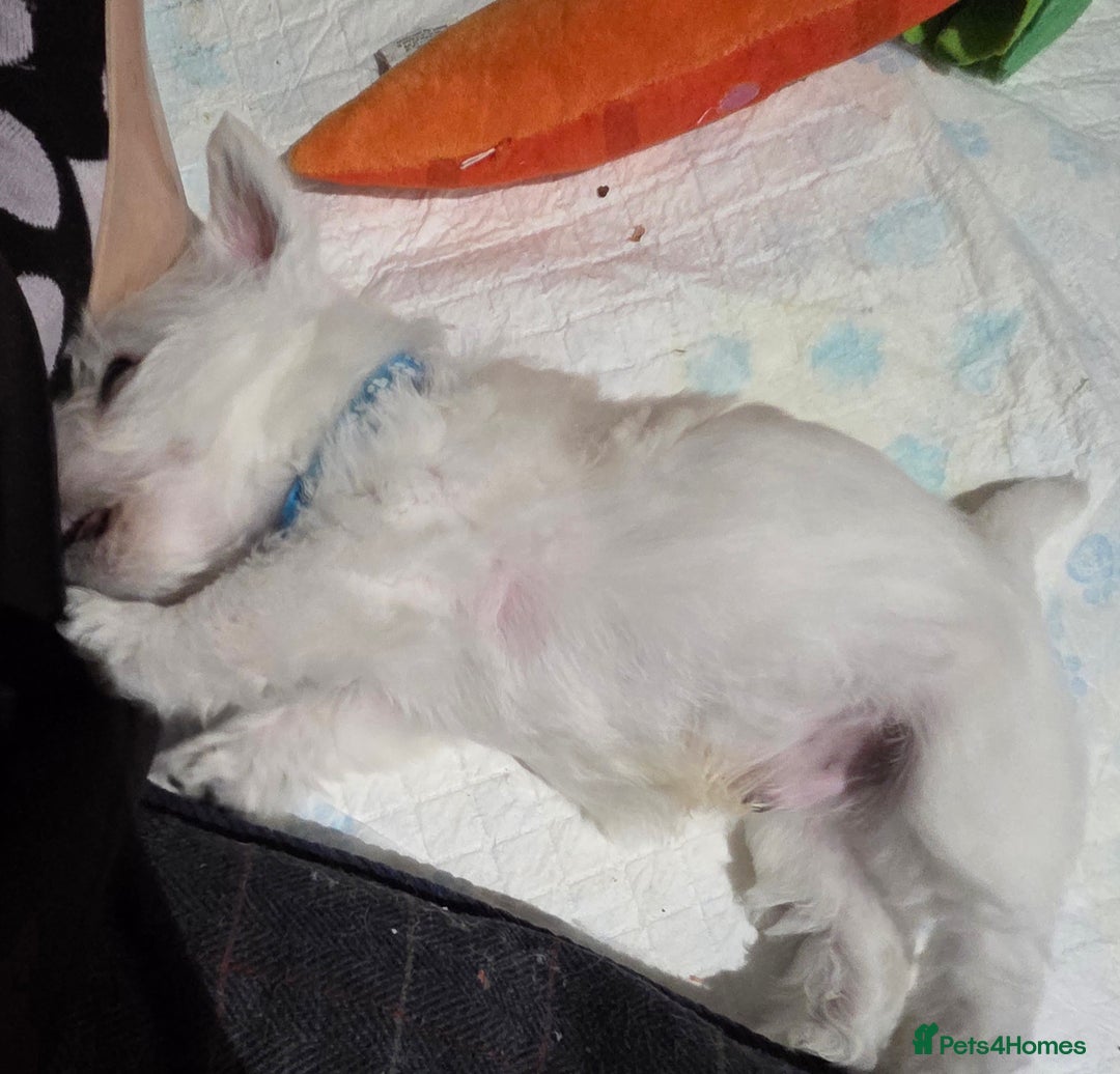 West Highland Terrier dogs for sale: Gorgeous pedigree westies, excellent bloodlines - Image 5