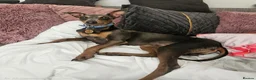 Italian Greyhound dogs for stud: KC registered Italian greyhound for stud - Advert 4