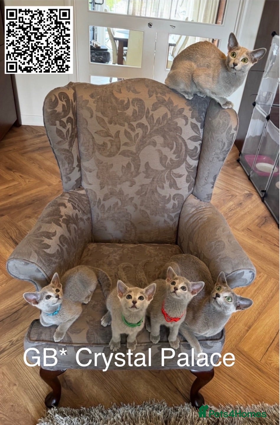 Russian Blue cats Full Pedigree American Champion Lines Russian Blue - Advert 2