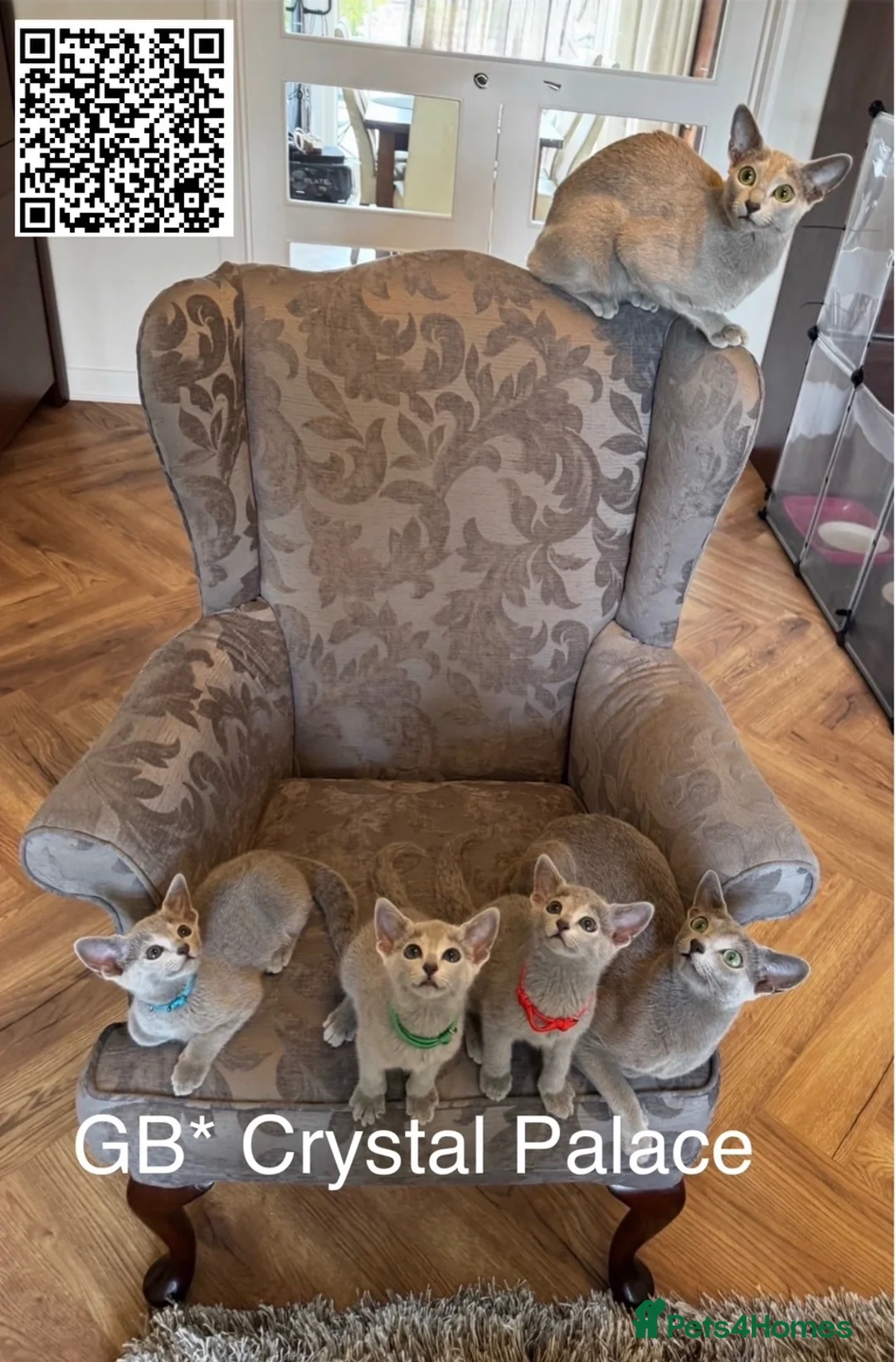 Russian Blue cats for sale: Full Pedigree American Champion Lines Russian Blue - Advert 2