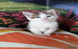 British Shorthair cats for sale: British Short Hair x Domestic Short Hair - Image 19
