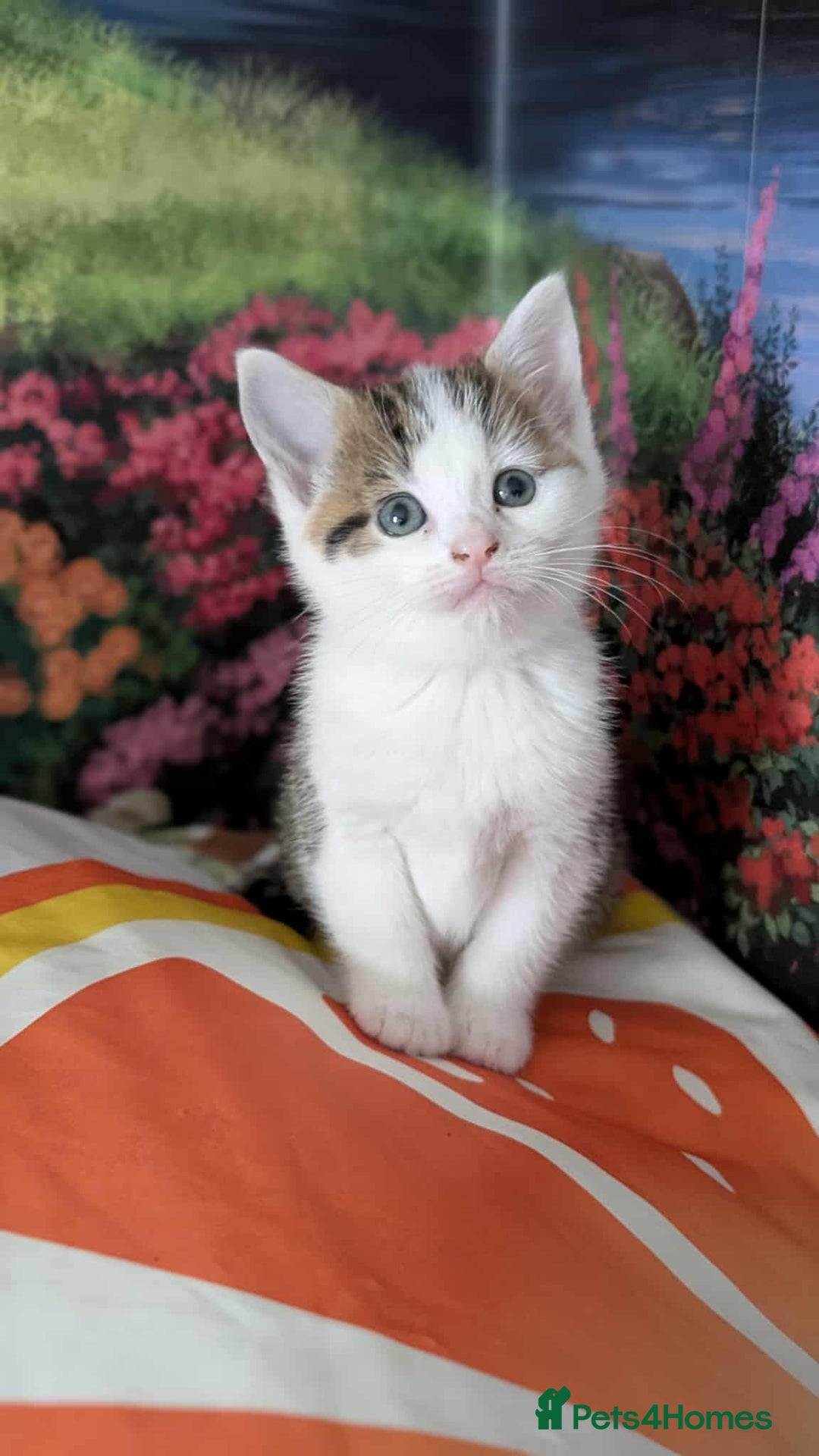 British Shorthair cats for sale: British Short Hair x Domestic Short Hair - Image 19