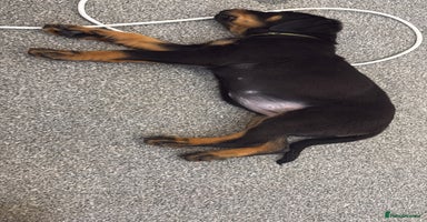 Rottweiler dogs - Advert 15