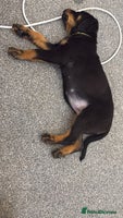 Rottweiler dogs - Advert 15