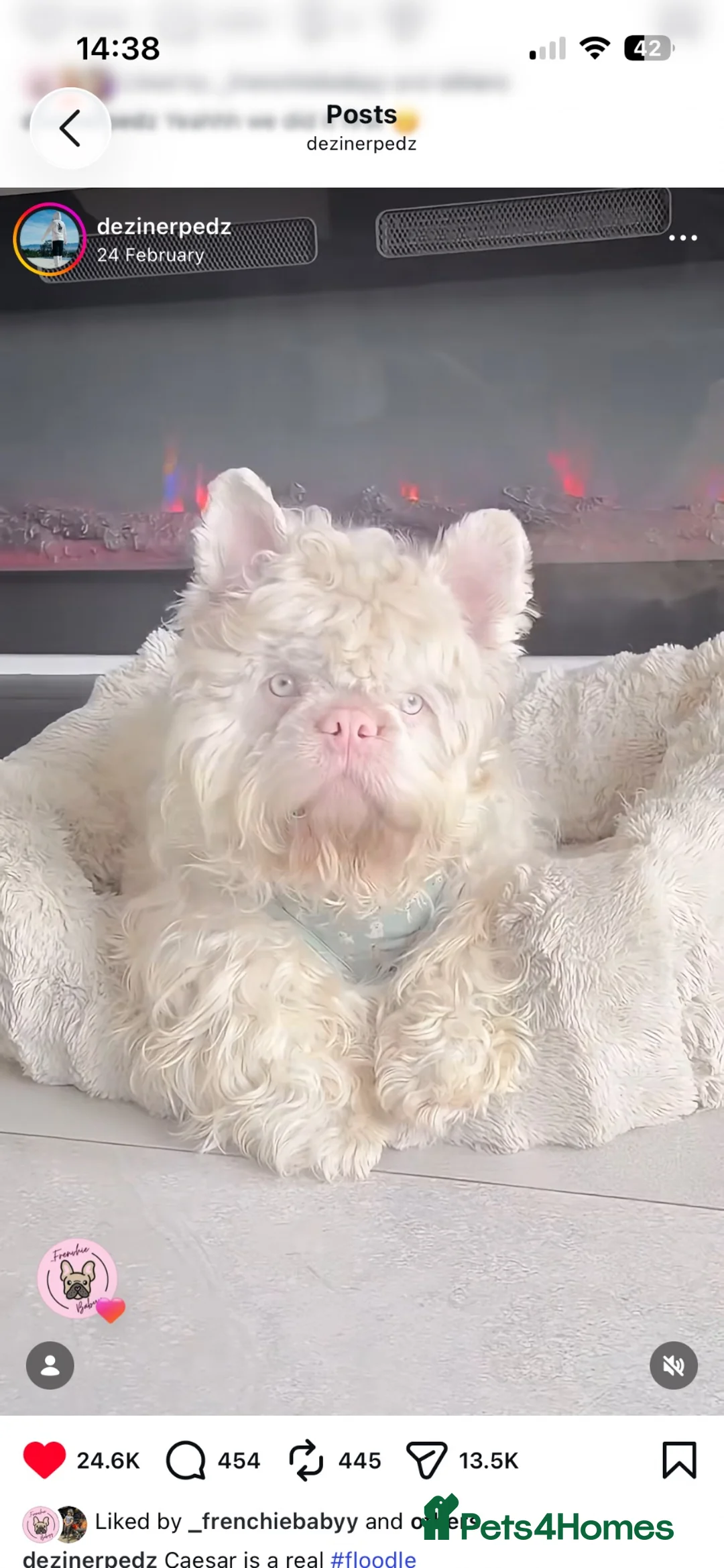 French Bulldog dogs for sale: Floodle pups  in Basildon - Advert 1