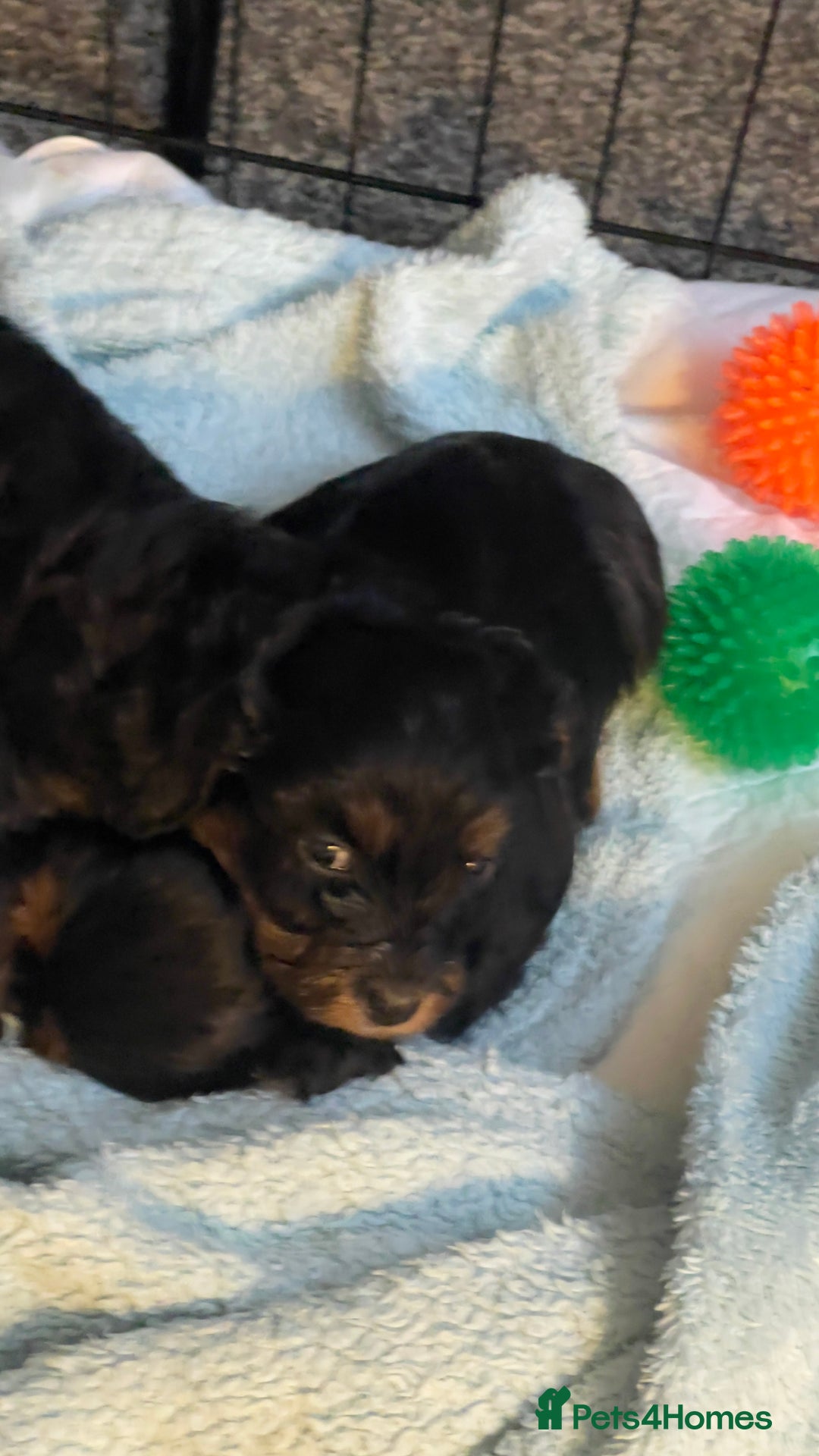 Mixed Breed dogs for sale: 2 Maltese x cockpoo puppies for sale - Image 5