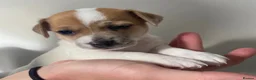 Jack Russell dogs for stud: Proven Jack Russell Stud - Advert 9