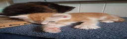 Maine Coon cats for sale: ***Beautiful mainecoon cross kittens***  - Advert 24