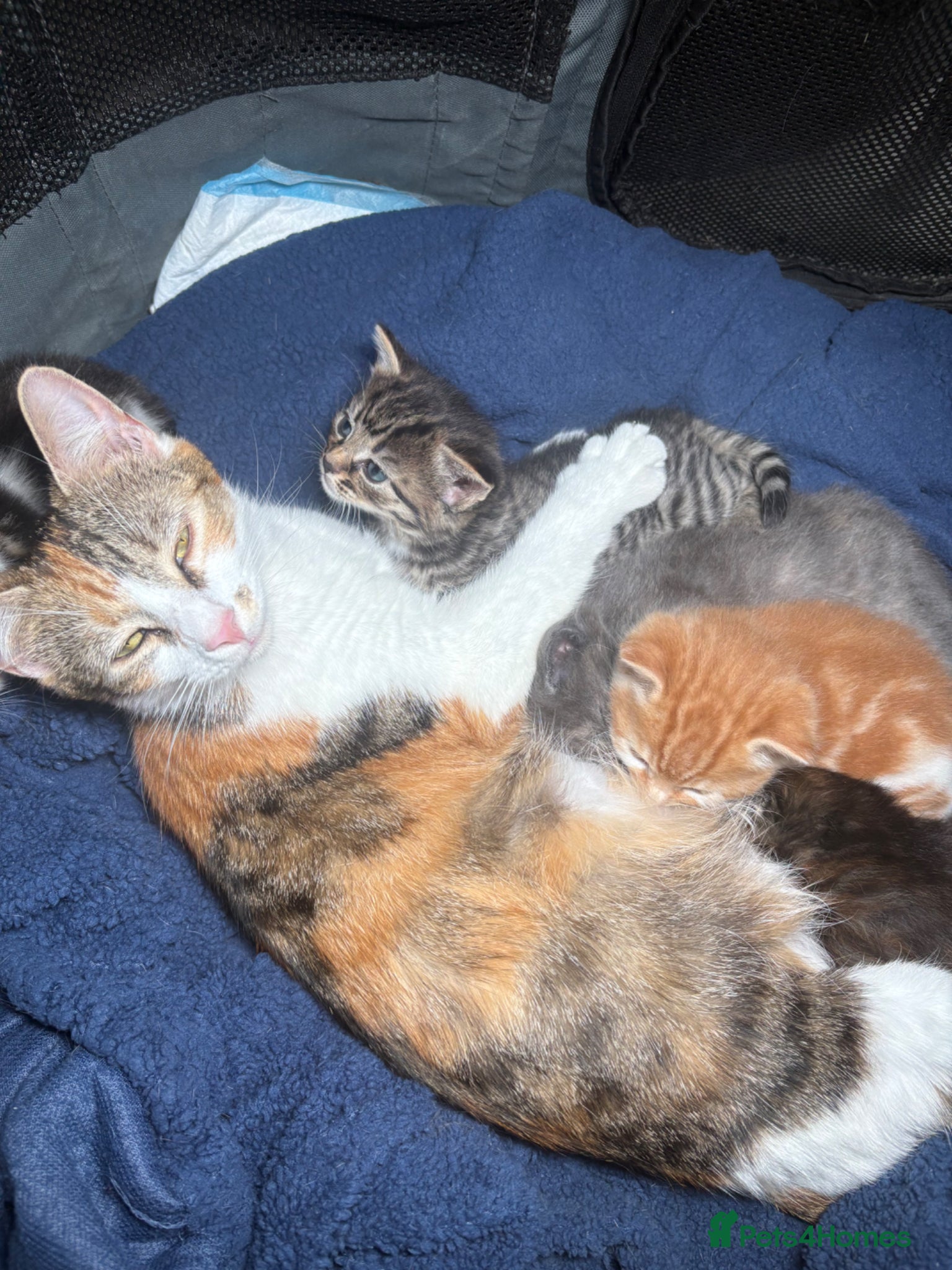 Mixed Breed cats for sale: 4girls 1boys mixed bengal kittens  in Maidstone - Advert 1