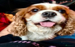 Cavalier King Charles Spaniel dogs for stud: Fully health tested proven Kc reg, multi gen clear in Wrexham - Image 31