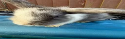 Mini Lop rabbits for sale: 3 x Mini Lop X angora Boys available to leave - Advert 5