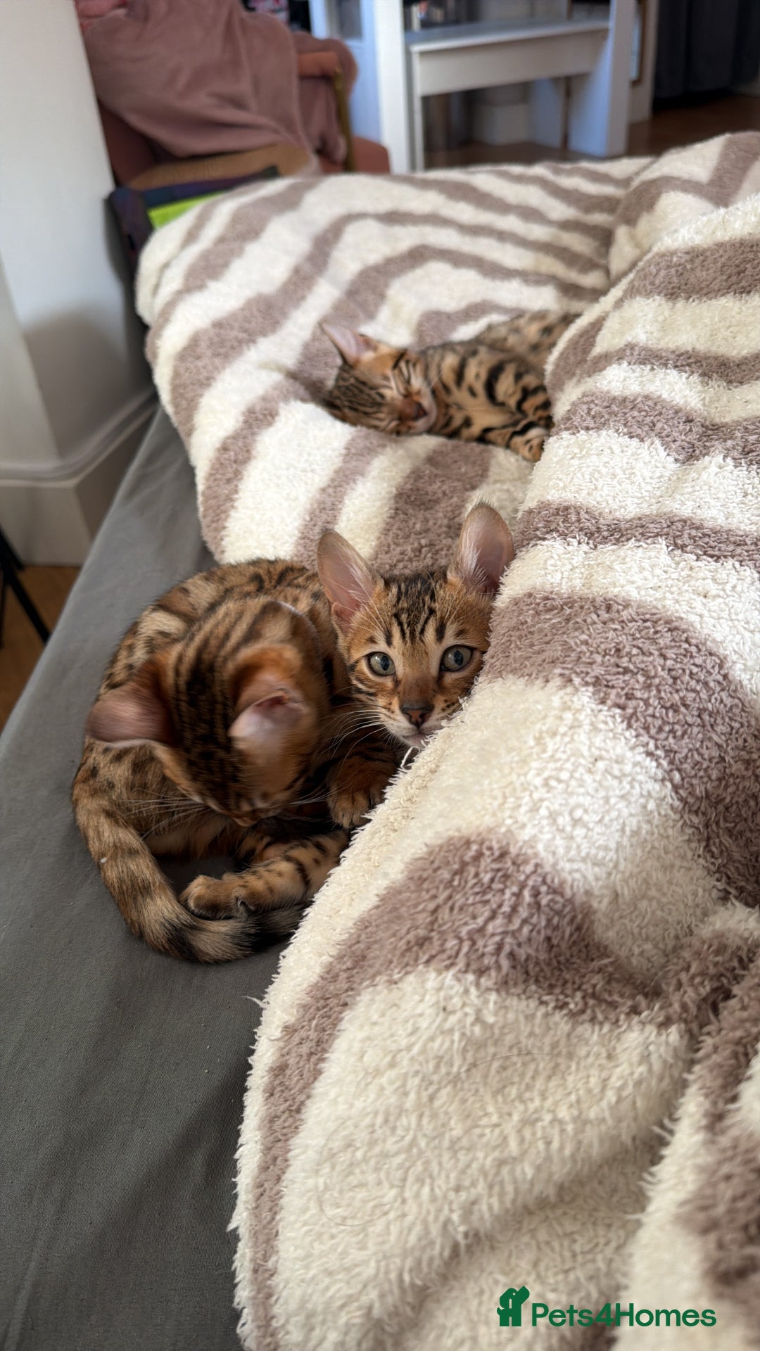 Bengal cats for sale: Adorable Female Bengal Kitten TICA  - Advert 12