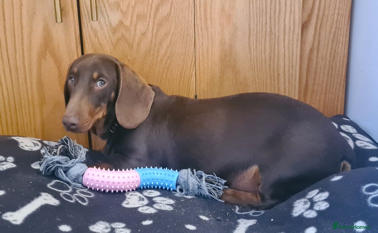 Miniature Dachshund dogs in Thetford - Advert 13