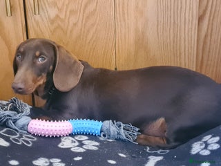 Miniature Dachshund dogs in Thetford - Advert 15