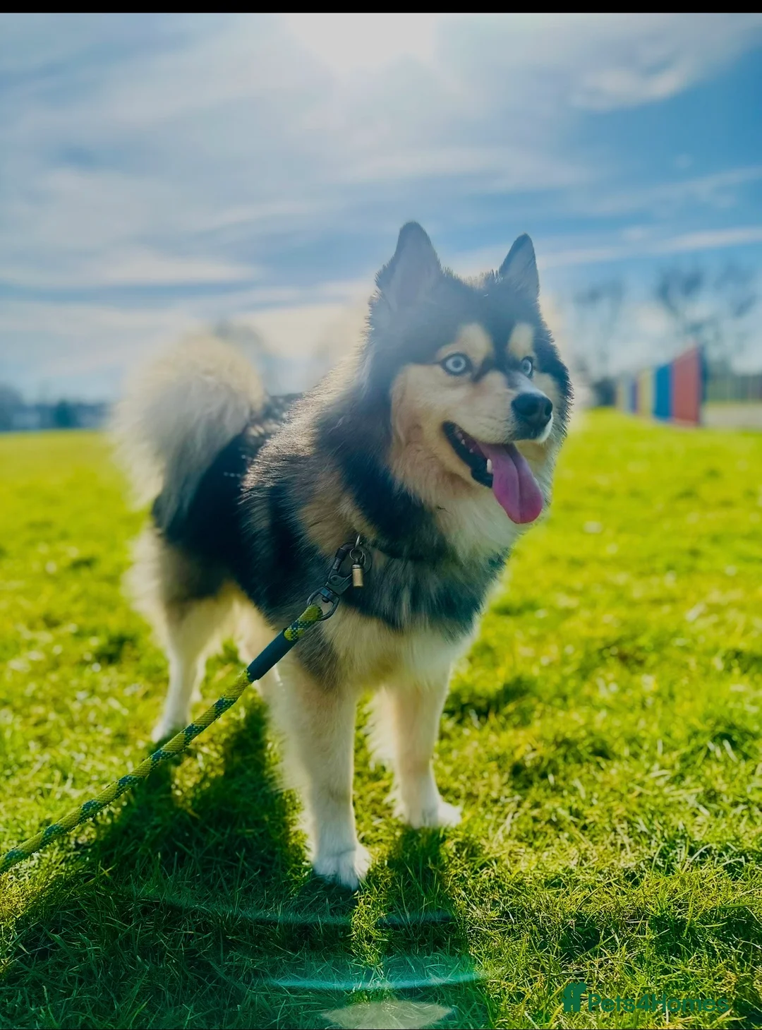 Pomsky dogs for stud: 🔥 Zorro – Proven Pomsky Stud | £850 🔥 - Advert 5