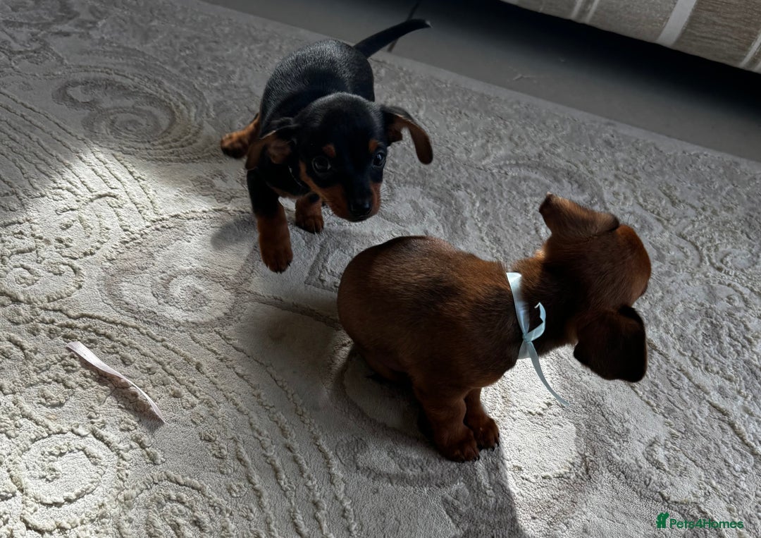 Miniature Dachshund dogs for sale: Miniature dachshunds - Image 20