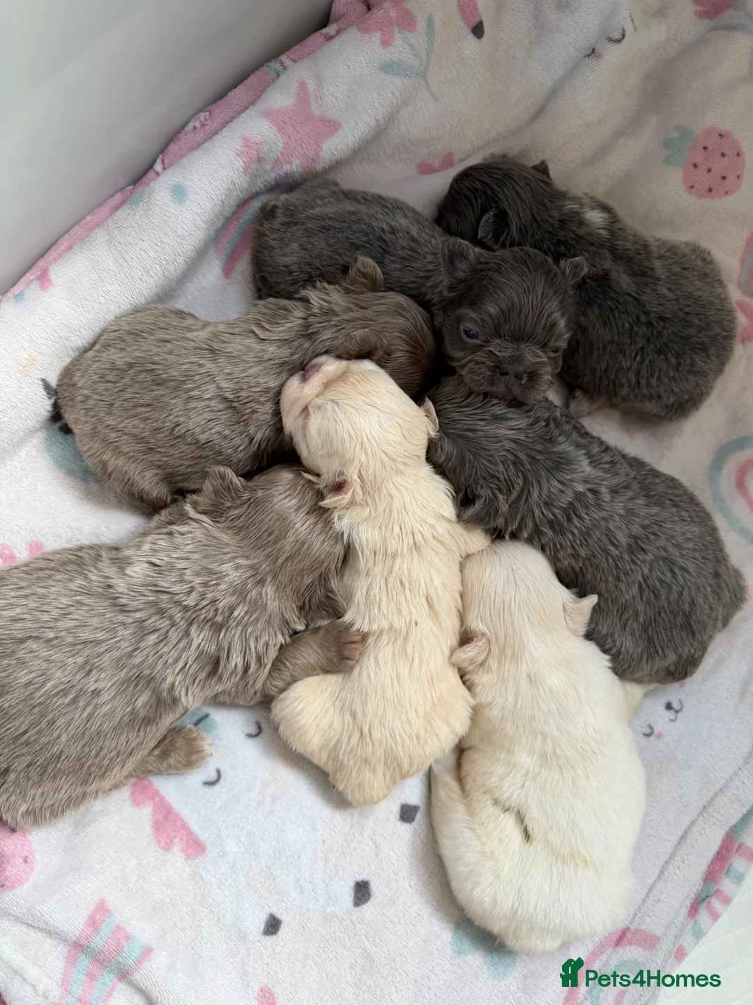French Bulldog dogs for sale: Full fluffy French bulldogs  - Advert 2