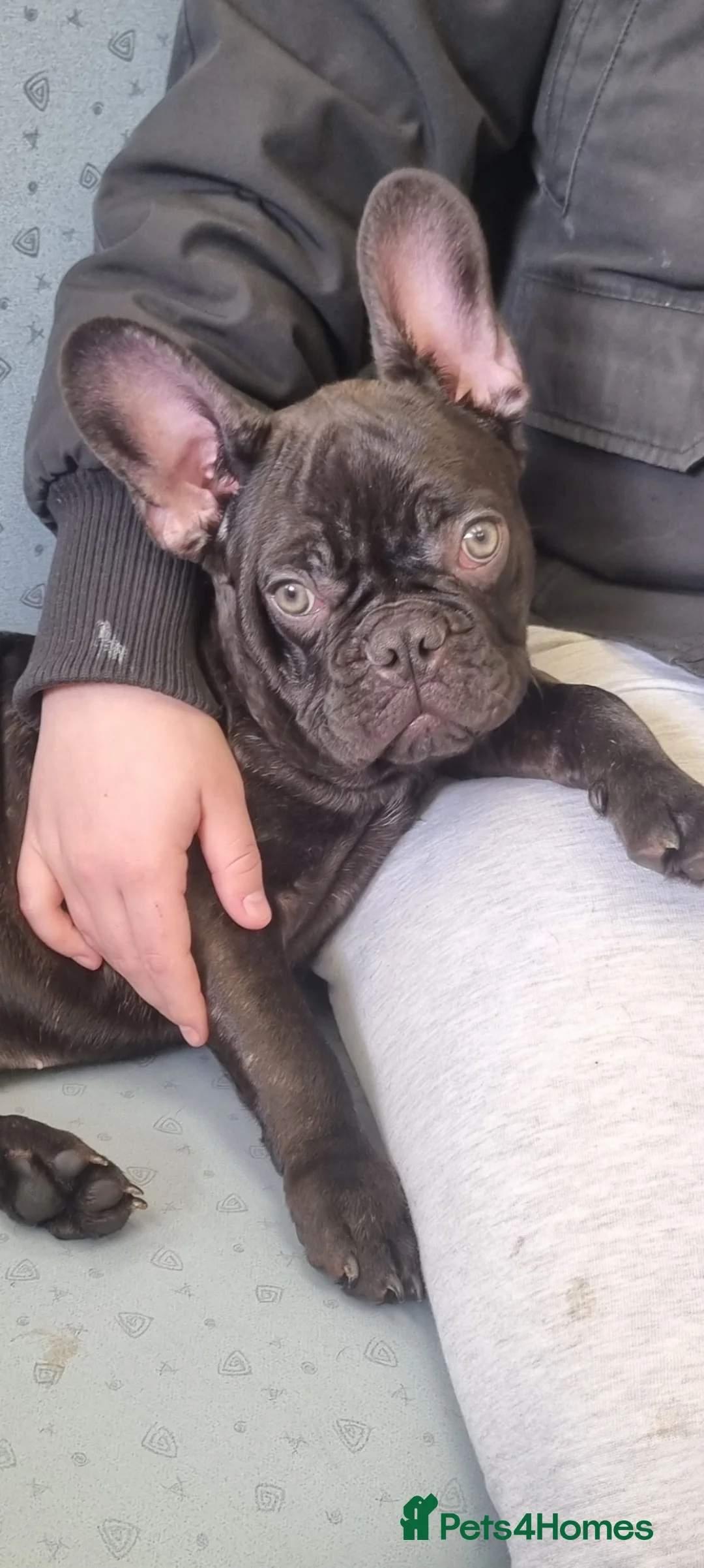 French Bulldog dogs for sale: 7 month old Boy Frenche bulldog - Advert 2