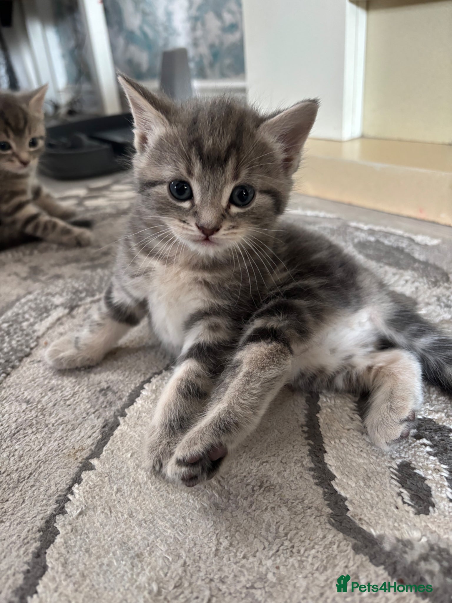 Mixed Breed cats Grey tabby British shorthair cross kittens - Advert 1