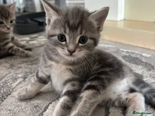 Mixed Breed cats Grey tabby British shorthair cross kittens - Advert 2