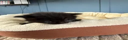 Mixed Breed cats for sale: Ragdolls mixed  - Advert 6