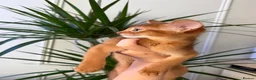 Abyssinian cats for sale: Last Girl 🎀 Ready to Go! - Advert 11