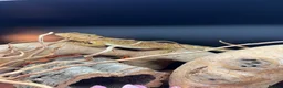 Bearded Dragon reptiles for sale: Bearded dragon in Mansfield - Advert 7