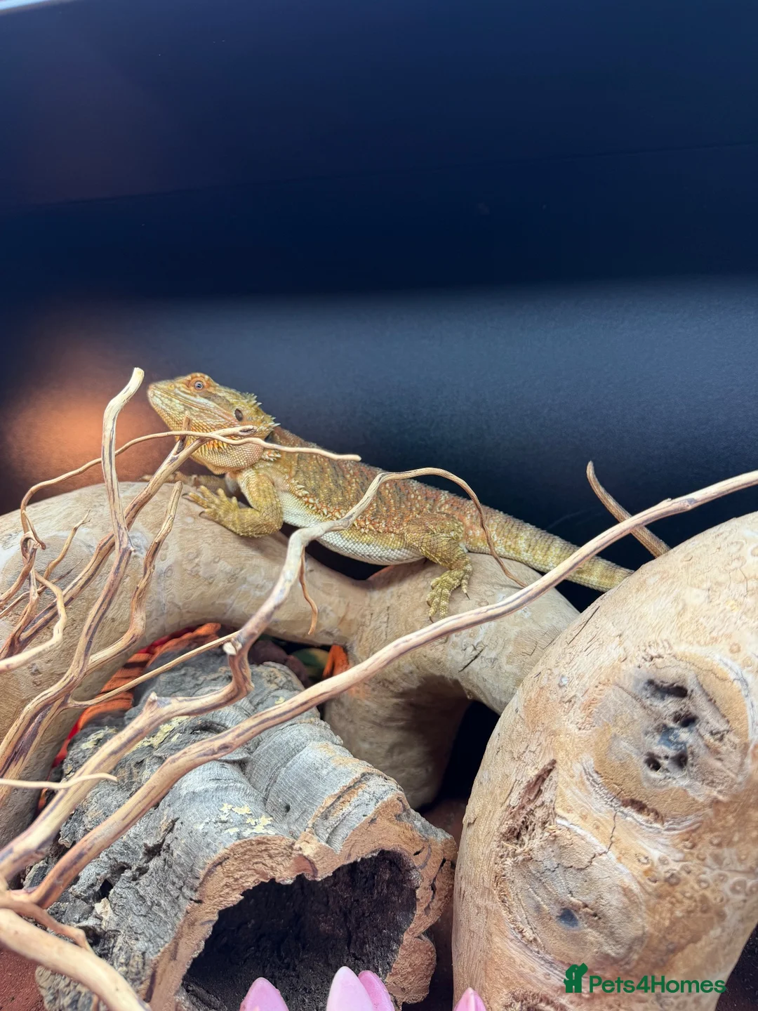 Bearded Dragon reptiles for sale: Bearded dragon in Mansfield - Advert 7