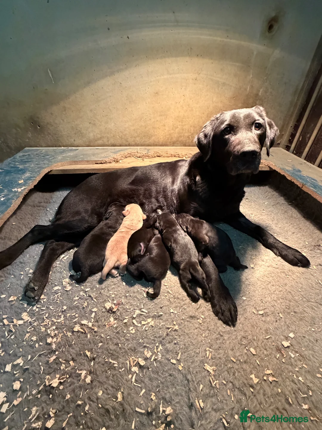 Labrador Retriever dogs for sale: Labrador puppy - Advert 4