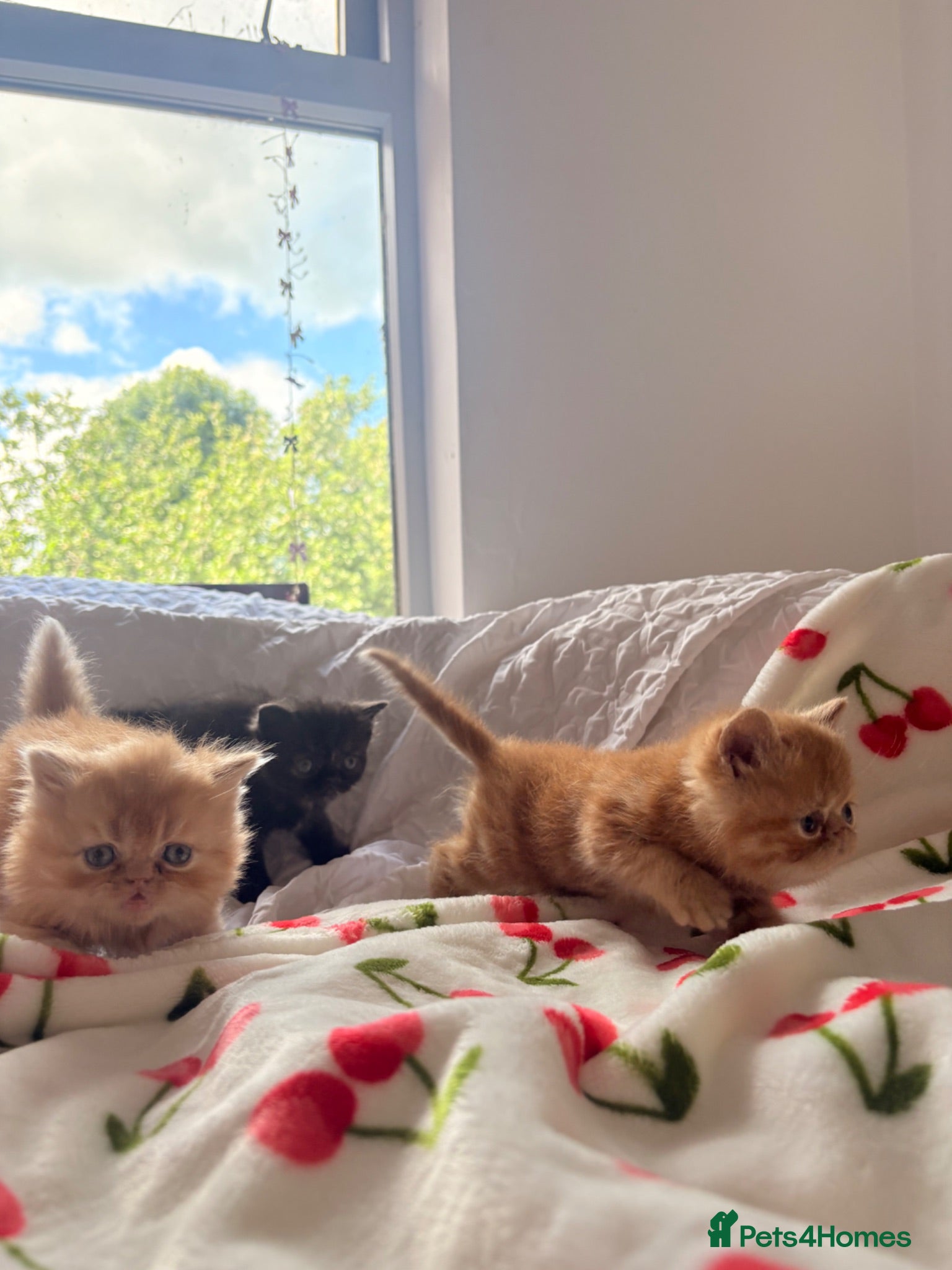 Persian cats Beautiful Persian/ Exotic kittens 🩵🩷 - Advert 1