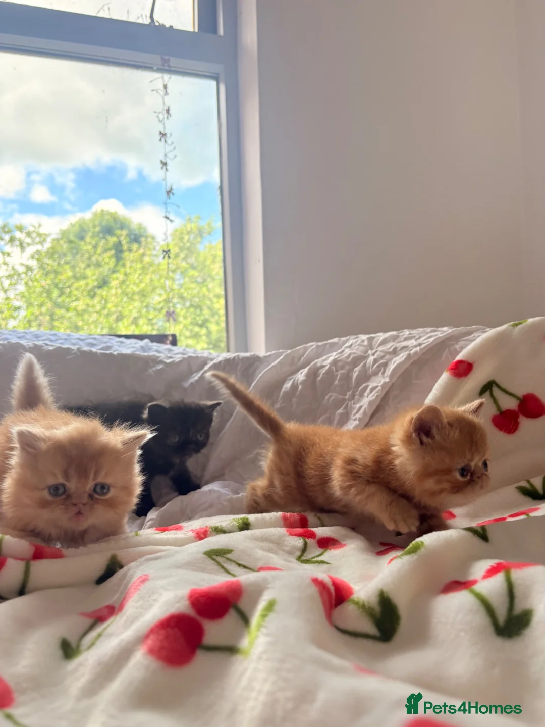 Persian cats for sale: Beautiful Persian/ Exotic kittens 🩵🩷 - Advert 1
