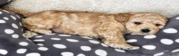 Toy Poodle dogs for sale: Beautiful Parti Toy Poodle Puppy  - Advert 4