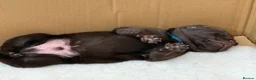 Labrador Retriever dogs for sale: Beautiful Chocolate Labrador Puppies - 09/03/2026 - Advert 31