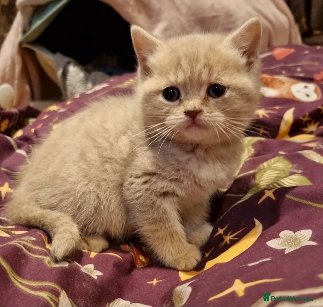British Shorthair cats for sale: Blue & stripy, boys & girls ava British shorthairs in Eastbourne - Image 7