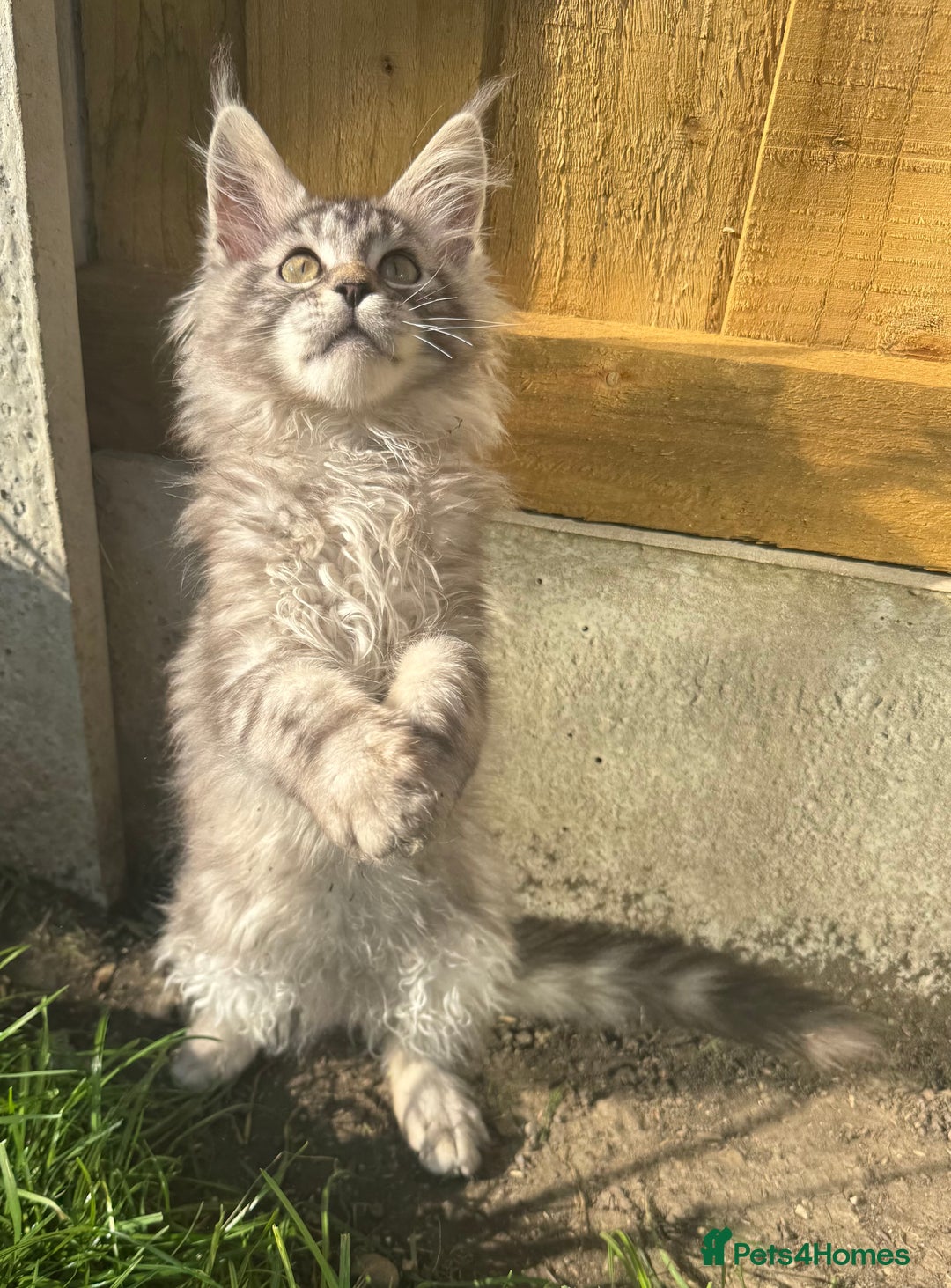 Maine Coon cats for sale: XL Maine Coon Boys Russian Line - Image 2