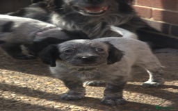 Mixed Breed dogs for sale: Merle Sprollies/Cotralian - Image 2