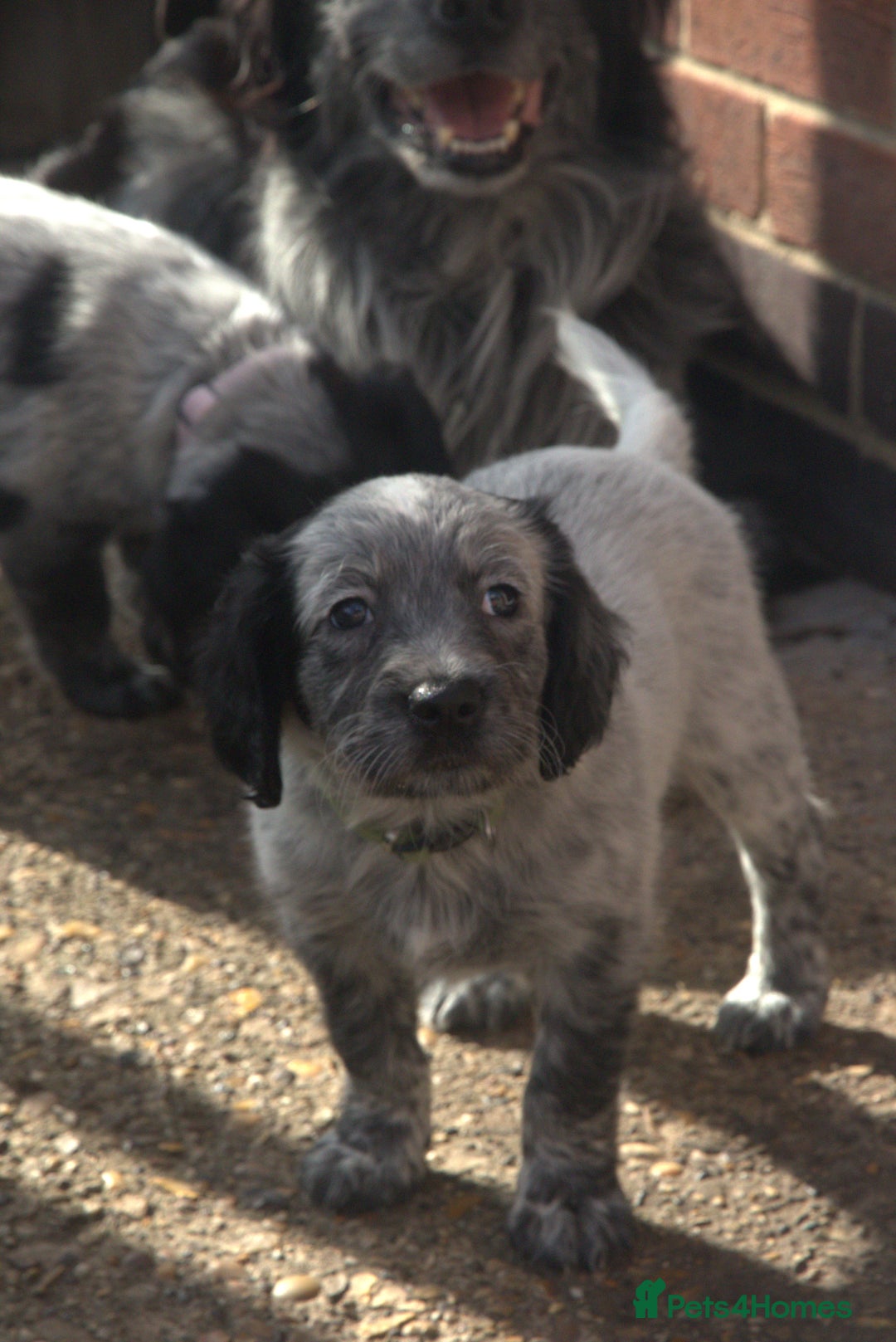 Mixed Breed dogs for sale: Merle Sprollies/Cotralian - Image 2