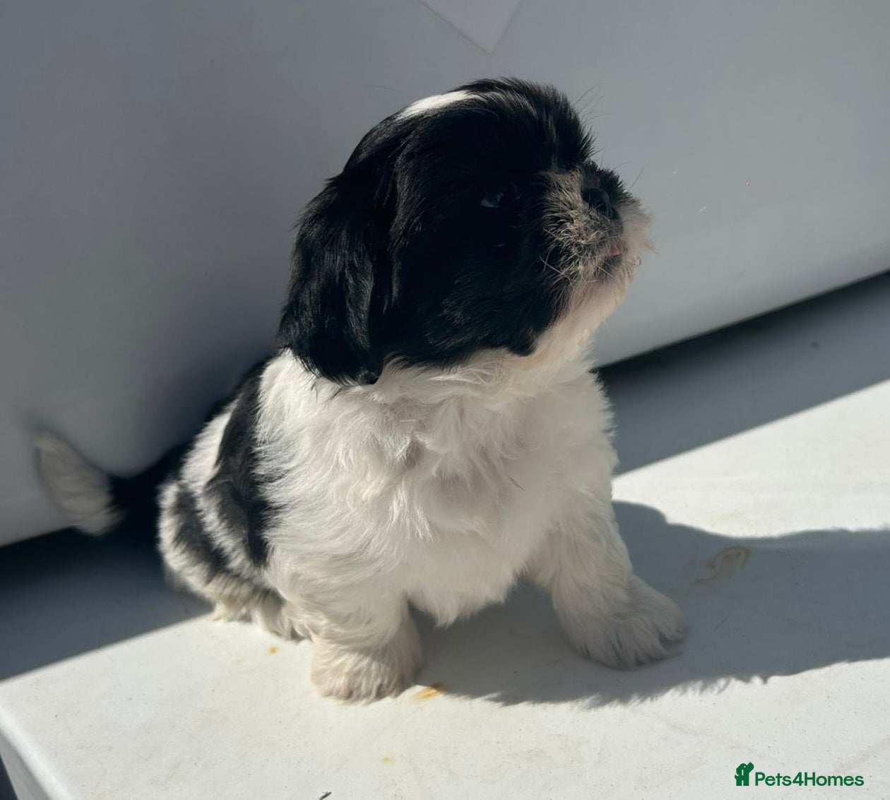Shih Tzu dogs Gorgeous Shih Tzu Pups - Advert 1