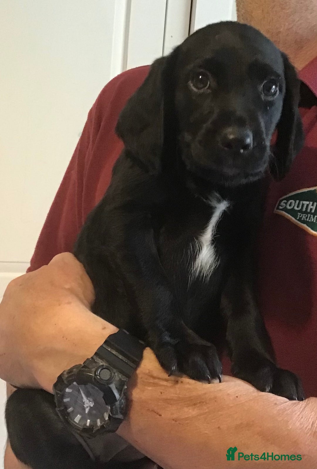 Cockerdor dogs for sale: Superb Quality Cockador Puppies, SHROPSHIRE  - Image 13