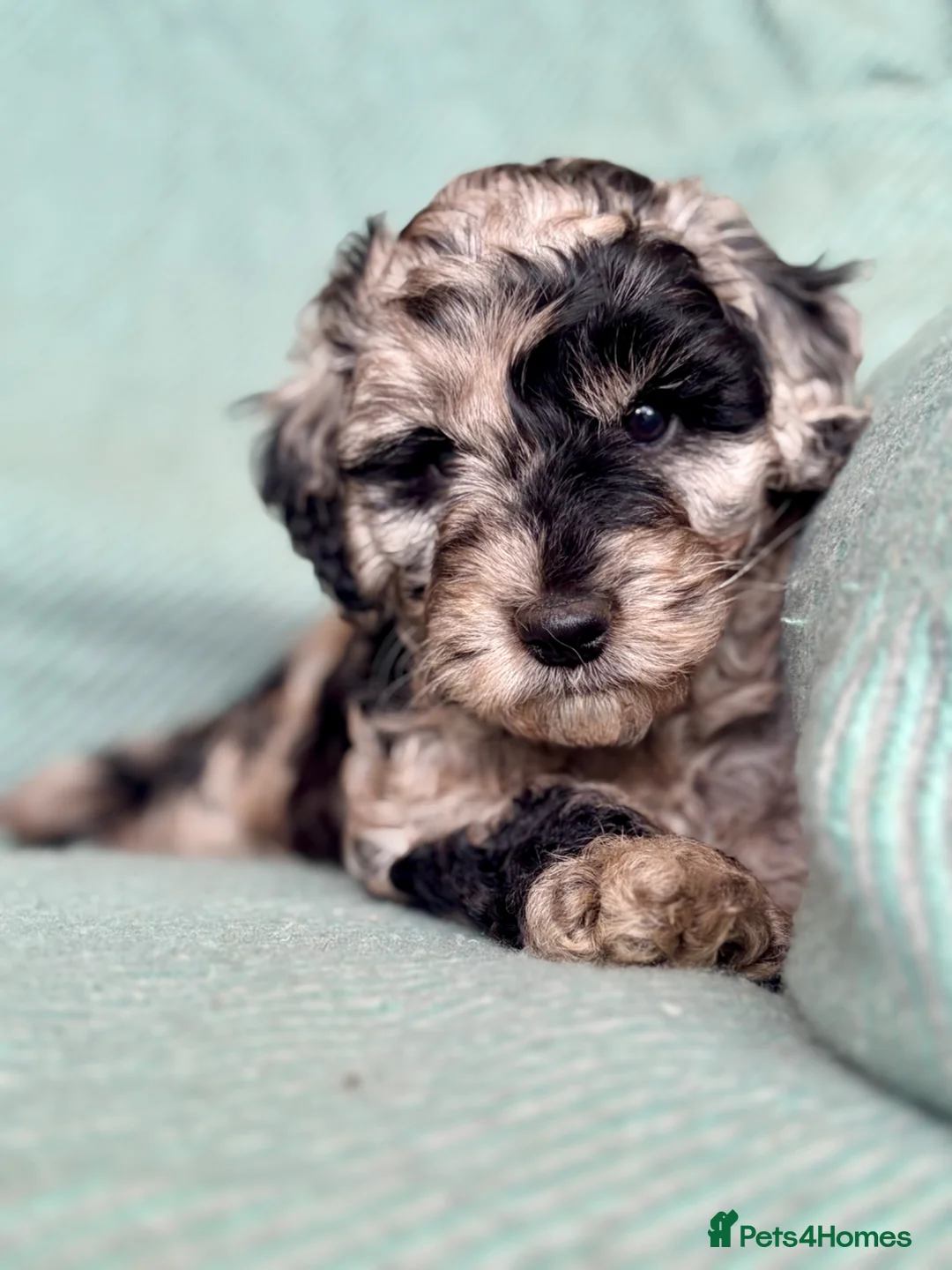 Cockapoo dogs for sale: Stunning & unique ✨ - Advert 1
