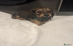 Miniature Dachshund dogs for sale: REDUCED!! Only one long hair miniature girl left!  in Sudbury - Image 32