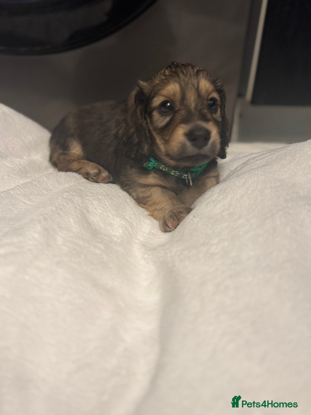 Miniature Dachshund dogs for sale: REDUCED!! Only one long hair miniature girl left!  in Sudbury - Image 32