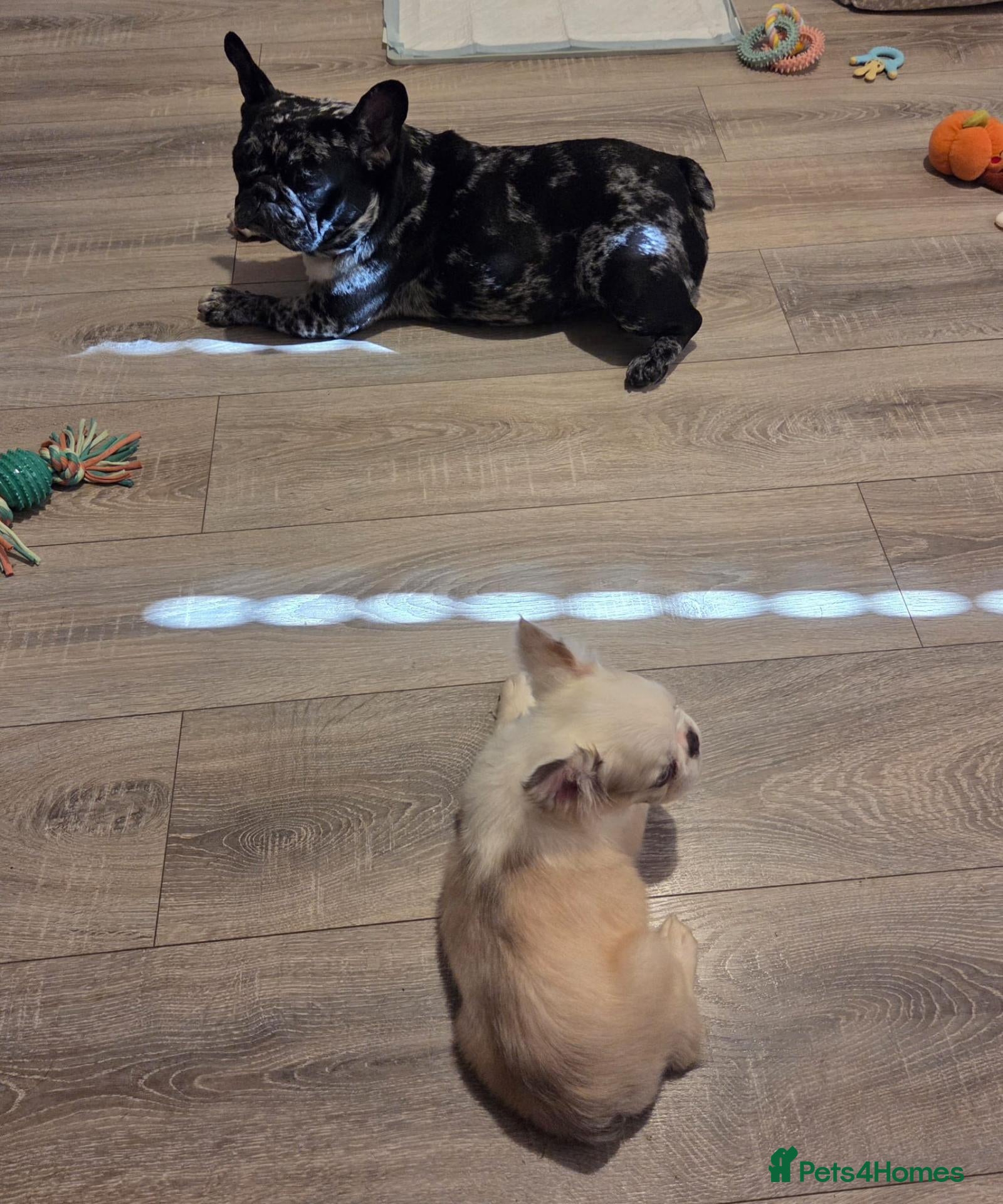 French Bulldog dogs French Bulldogs - Advert 17