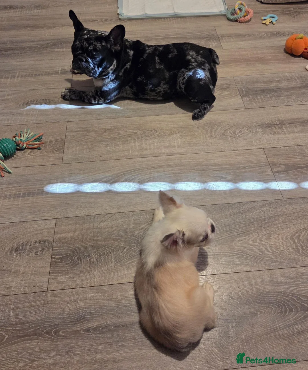 French Bulldog dogs for sale: 2 French Bulldogs one is 4 month old puppy - Advert 1