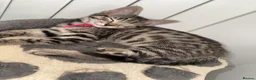 Mixed Breed cats for sale: British Mix Kittens 2 Boys 4 Girls - Advert 25