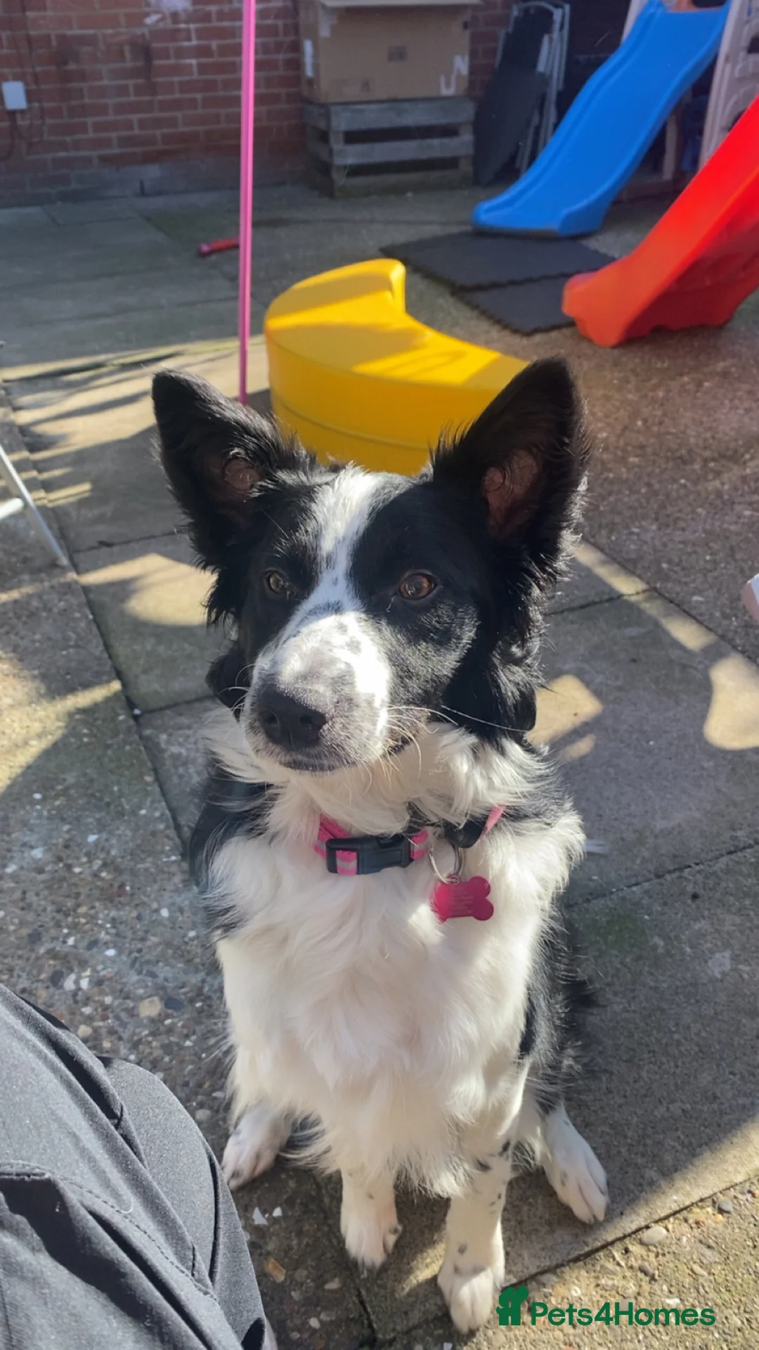 Border Collie dogs for sale: 8 month old female border collie  in Wallsend - Advert 1
