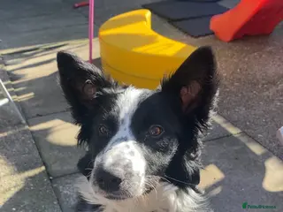 Border Collie dogs 8 month old female border collie - Advert 1